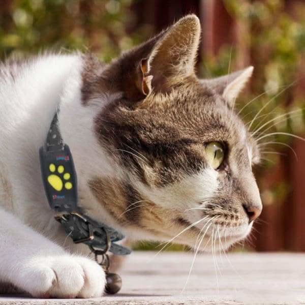 Cat GPS Tracker – Real-time Location without Subscription